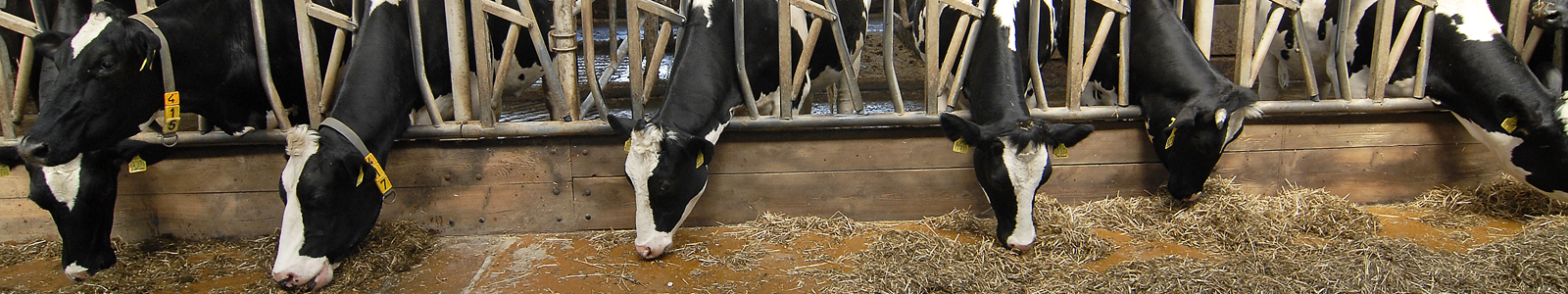 Kühe im Stall fressen ©Feuerbach